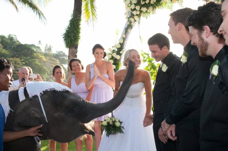 Phuket wedding elephant