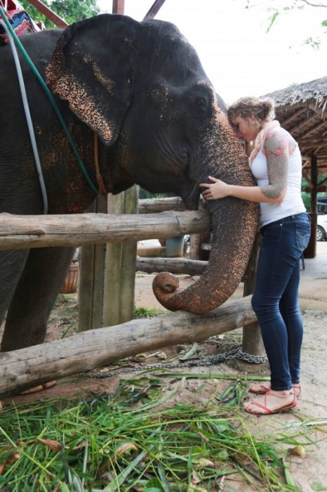 Phuket elephant