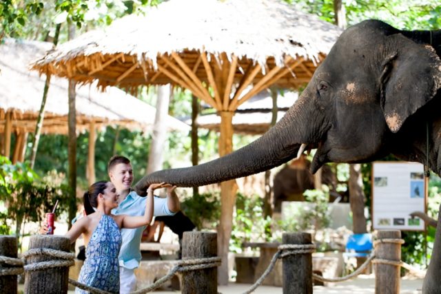 elephant Phuket